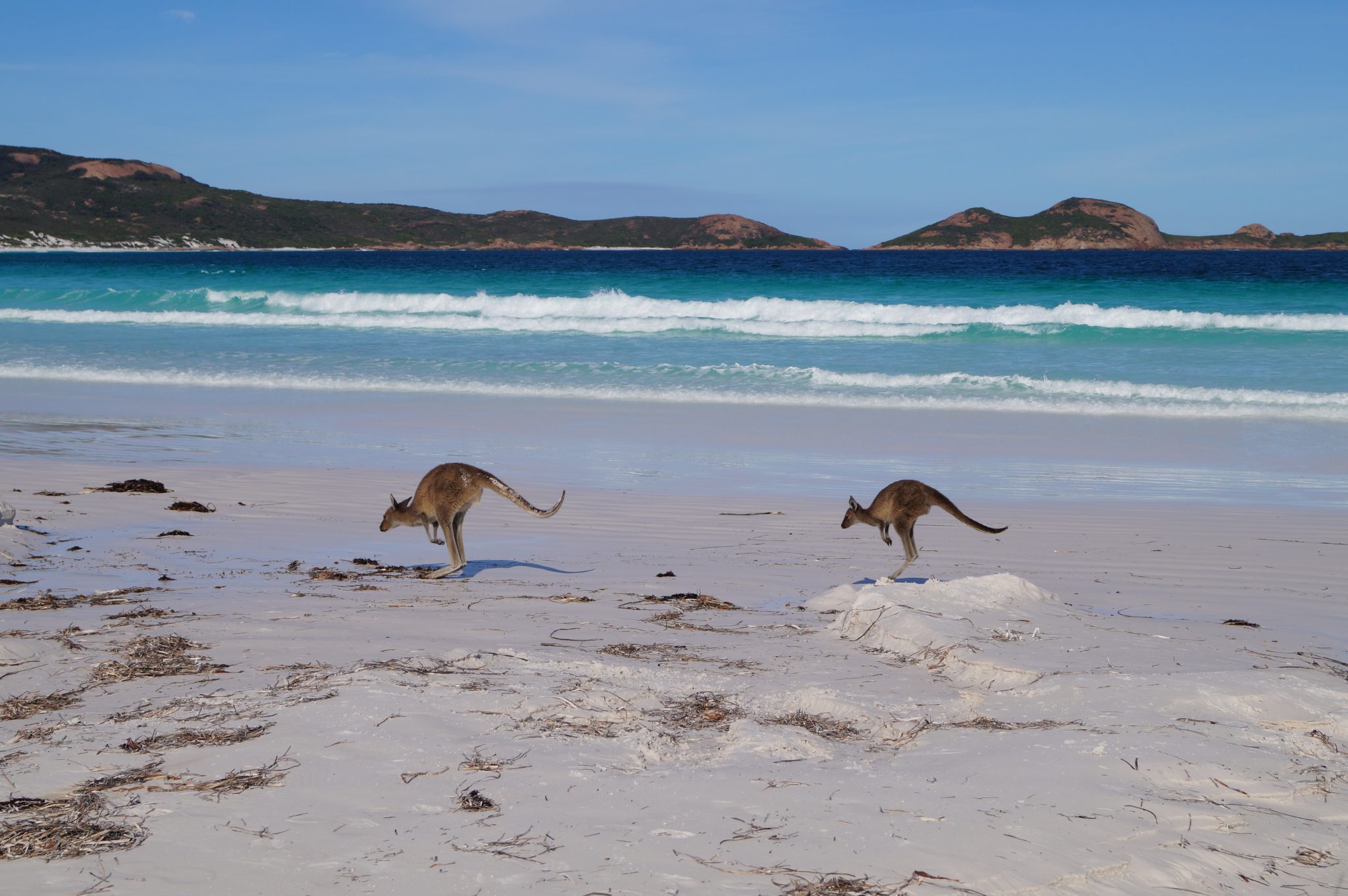 Kangourous sur la plage