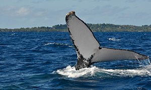 Baleine à Madagascar